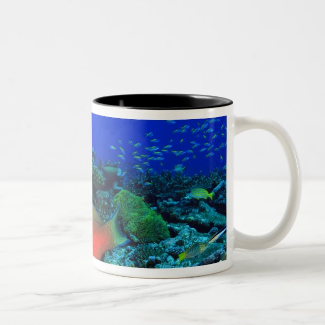 Caneca De Café Em Dois Tons peixe-papagaio Scarus (Direita)