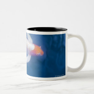 Caneca De Café Em Dois Tons Peixes japoneses do koi na lagoa, opinião de