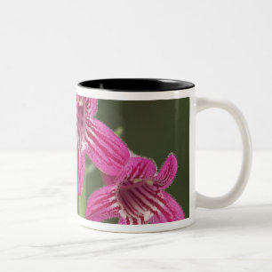 Caneca De Café Em Dois Tons Penstemon Escarlate, Penstemon triflorus,