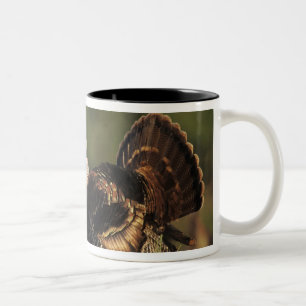 Caneca De Café Em Dois Tons Peru Selvagem, Meleagris gallopavo,machos