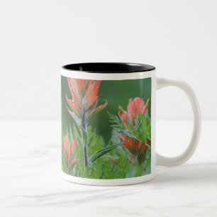 Caneca De Café Em Dois Tons Pincel indiano, Castilleja miniata, Ouray,