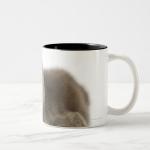 Caneca De Café Em Dois Tons Pinguim africano novo - Spheniscus demersus.