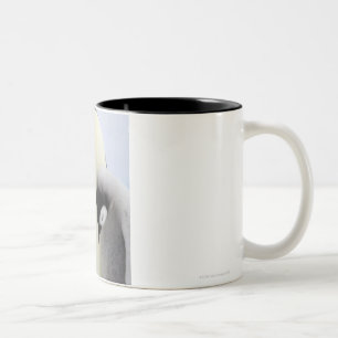 Caneca De Café Em Dois Tons Pinguim de imperador que olha o pintinho