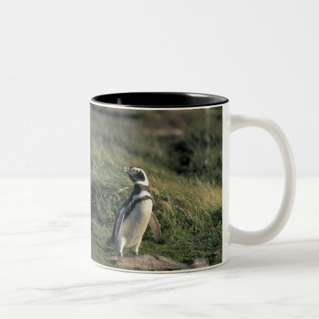 Caneca De Café Em Dois Tons Pinguim-de-magalhães (Spheniscus magellanicus), (Direita)
