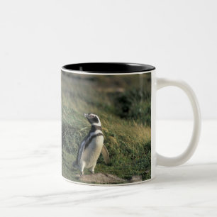 Caneca De Café Em Dois Tons Pinguim-maglânico (Sfeniscus magellanicus),