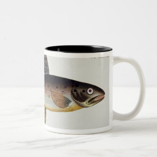 Caneca De Café Em Dois Tons Placa XXIII da truta de Brown (Salmo Iasustris)