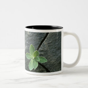 Caneca De Café Em Dois Tons Planta que cresce em Boulder rachado