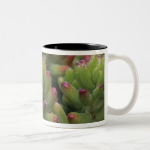 Caneca De Café Em Dois Tons planta Sedum, Museu do Deserto de Arizona-Sonora,