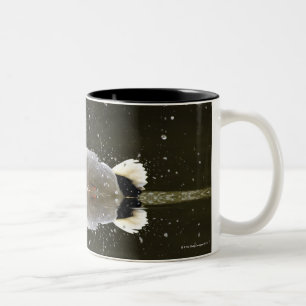 Caneca De Café Em Dois Tons (Platyrhyncus dos Anas), agitando fora da água em