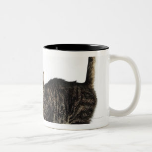 Caneca De Café Em Dois Tons Posição masculina doméstica do gato de gato