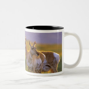 Caneca De Café Em Dois Tons Pronghorn Antelope em Montana
