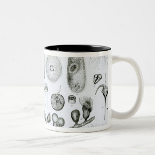 Caneca De Café Em Dois Tons Protozoa e celentrados