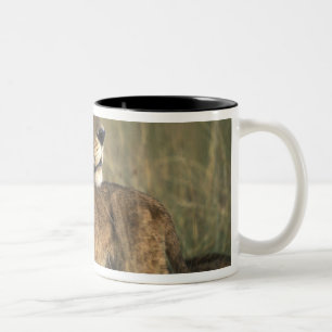Caneca De Café Em Dois Tons Quênia, Reserva de Caça Masai Mara, Leoa