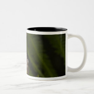 Caneca De Café Em Dois Tons Rã-árvore Cativa Tapichalaca Hyloscirtus 3