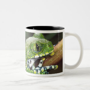 Caneca De Café Em Dois Tons Rã-árvore de Olho Grande, Leptopelis vermiculatus,
