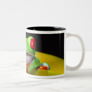 Caneca De Café Em Dois Tons Rã-árvore-de-olho-vermelho, Agalychinis callidryas