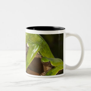 Caneca De Café Em Dois Tons Rã gigante de folha (Phyllomedusa bicolor) 3