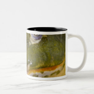 Caneca De Café Em Dois Tons Rã-Touro-Africana, Pyxicephalus