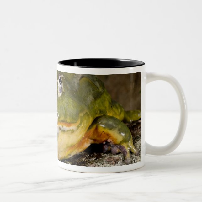 Caneca De Café Em Dois Tons Rã-Touro-Africana, Pyxicephalus (Direita)