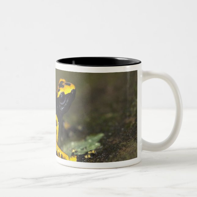 Caneca De Café Em Dois Tons Rã-venenosa-de-banda-amarela Dendrobates (Direita)