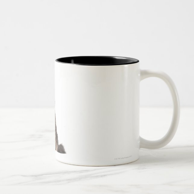 Caneca De Café Em Dois Tons Racum de Maine (8 meses velho) (Direita)