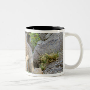 Caneca De Café Em Dois Tons Raposa Cinzenta Sul-Americana (Lycalopex griseus)