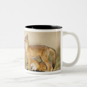 Caneca De Café Em Dois Tons Raposa Veloz (Vulpes macrotis) jovem na toca da to