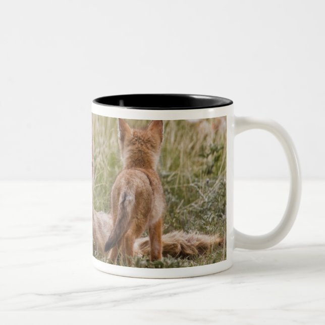 Caneca De Café Em Dois Tons Raposa Veloz (Vulpes velox) fêmea com filhotes em (Direita)