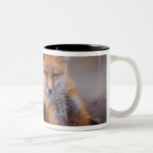 Caneca De Café Em Dois Tons raposa vermelha, Vulpes vulpes, filhote coçando-se