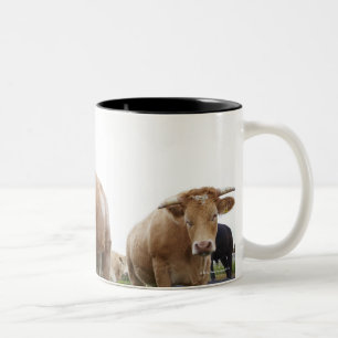 Caneca De Café Em Dois Tons Rebanho de vacas brancas novas no campo escocês