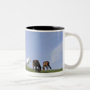 Caneca De Café Em Dois Tons rebanho dos cavalos no prado