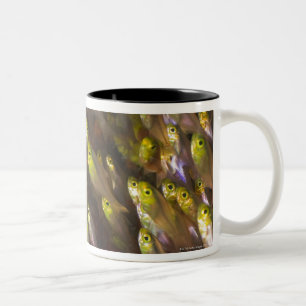 Caneca De Café Em Dois Tons Redemoinho de vassouras douradas (Parapriacanthus