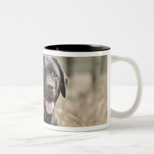 Caneca De Café Em Dois Tons Reino Unido, Inglaterra, Suffolk, floresta de