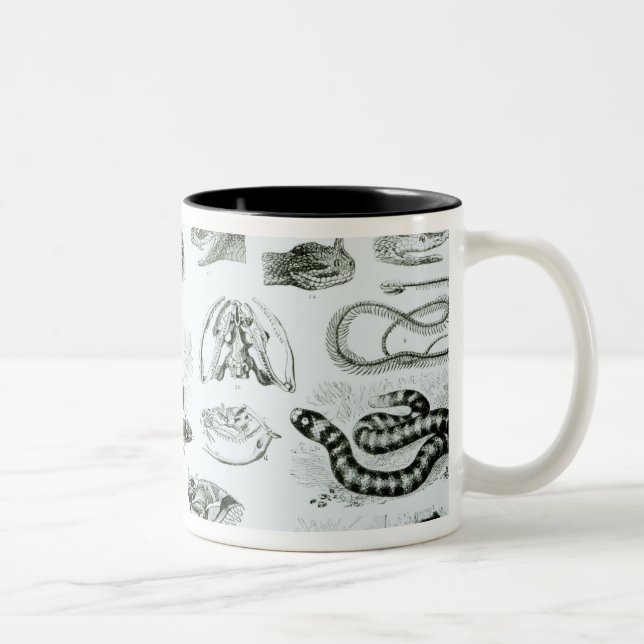 Caneca De Café Em Dois Tons Répteis, serpentes e lagartos (Direita)