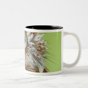 Caneca De Café Em Dois Tons Retrato da coruja de Screech