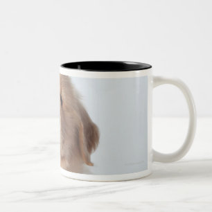 Caneca De Café Em Dois Tons Retrato de seis filhotes de cachorro semanas de