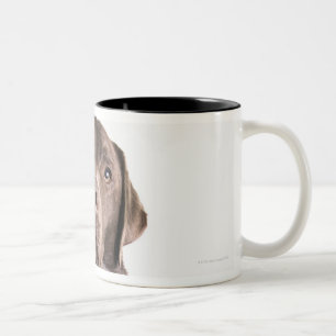 Caneca De Café Em Dois Tons Retrato do estúdio do chocolate Labrador