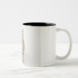 Caneca De Café Em Dois Tons Retrato do gatinho que olha acima