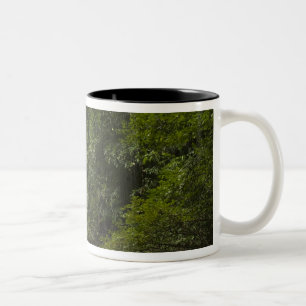 Caneca De Café Em Dois Tons Rio Mapari, Mapari Rupununi, Guiana.