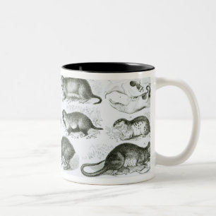 Caneca De Café Em Dois Tons Rodentia-Roedores ou animais de roedura