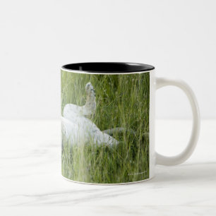 Caneca De Café Em Dois Tons Rolamento na grama alta, África do leão