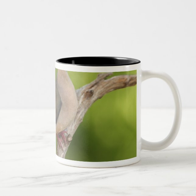 Caneca De Café Em Dois Tons Rórola, Zenaida macroura (Direita)