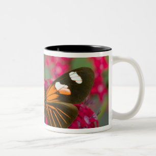 Caneca De Café Em Dois Tons Sammamish Washington Fotografia de Borboleta em 14
