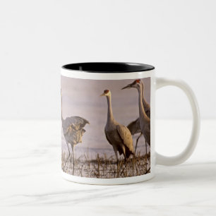 Caneca De Café Em Dois Tons Sandhill Cranes o canadensis) do Grus Platte
