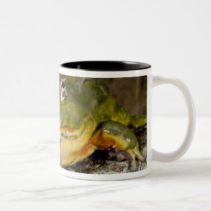 Caneca De Café Em Dois Tons Sapo Burrolante Africano, Pyxicephalo