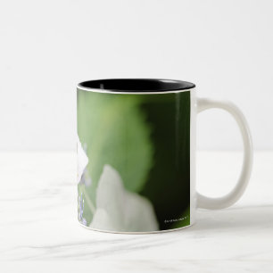 Caneca De Café Em Dois Tons Sapo de árvore que senta-se em um Hydrangea, Hyog