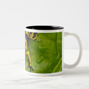 Caneca De Café Em Dois Tons Sapo do dardo do veneno do zangão