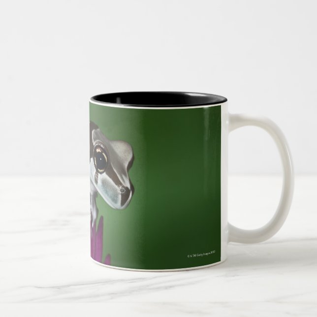 Caneca De Café Em Dois Tons Sapo do leite, resinifictrix de Trachycephalus (Direita)