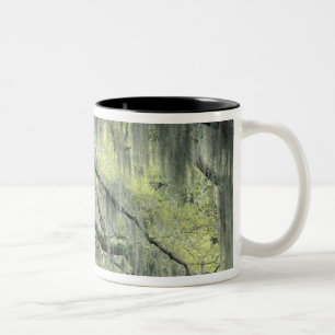 Caneca De Café Em Dois Tons Savannah, Geórgia, árvore Live Oak envolta com