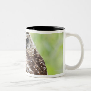 Caneca De Café Em Dois Tons Secundário-adulto recentemente que deixa o ninho